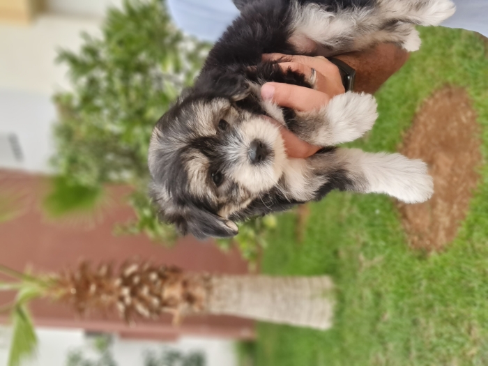 Bichons havanais à Rabat : 1000dh