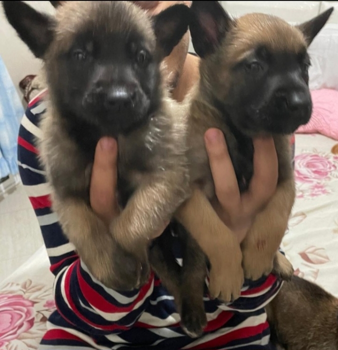 Malinois