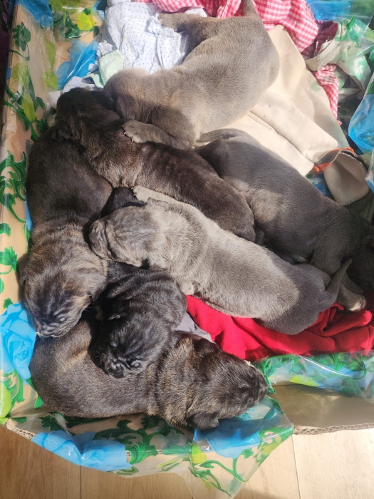 Chiots cane Corso pédigrée