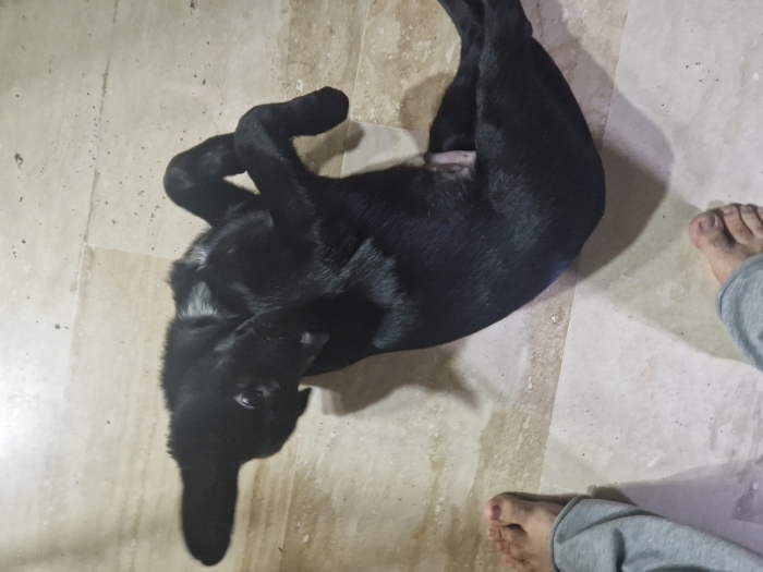 Labrador  noir croisé male 3 mois