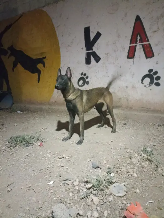 malinois charbonnier