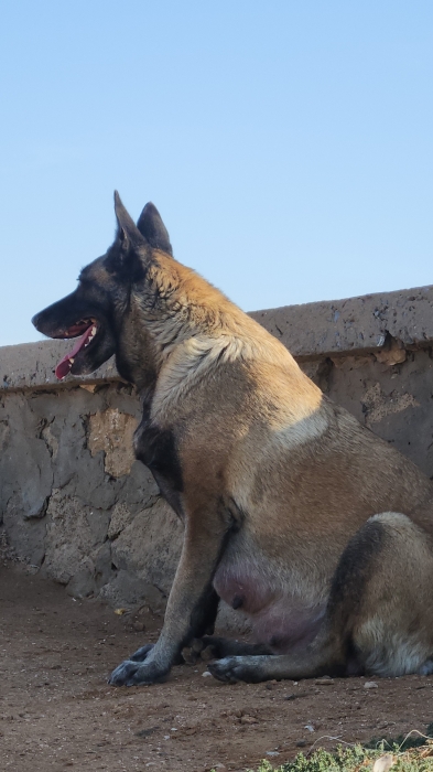 Couple malinois avec 4 chiots le tout à vendre