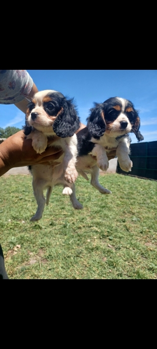 Cavalier king charles