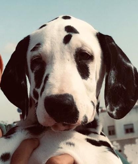 Chiot dalmatien pure