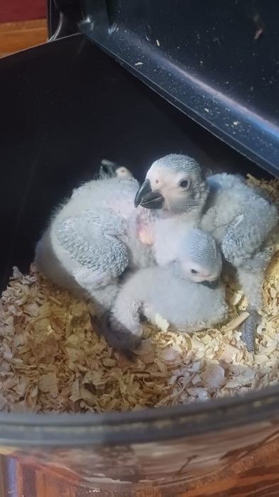 Bébé gris du Gabon