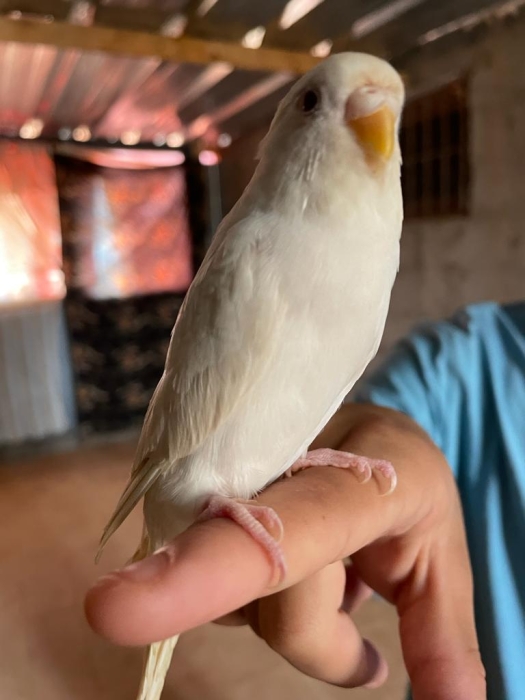 Perruche albino