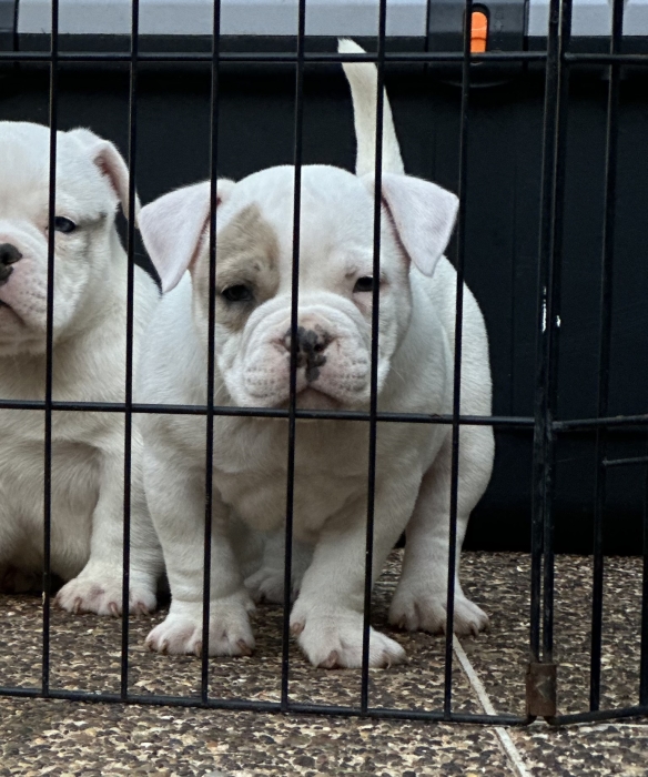 American Bully Pocket