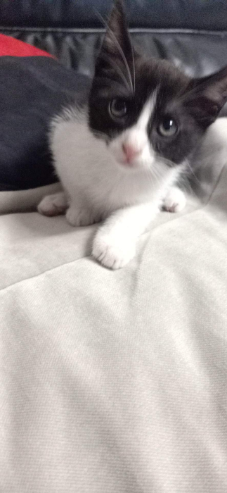 Deux charmantes chatons à adopter