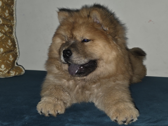 Chiots chow chow