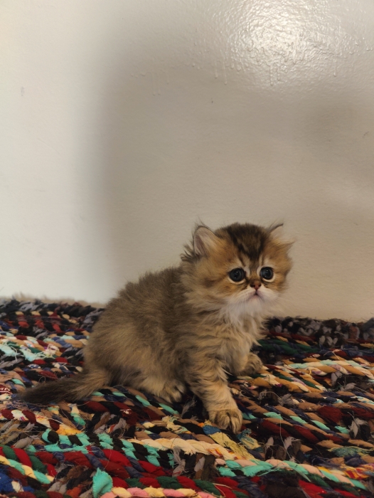 Petites femelles Chinchilla