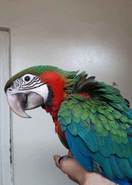 MACAW
