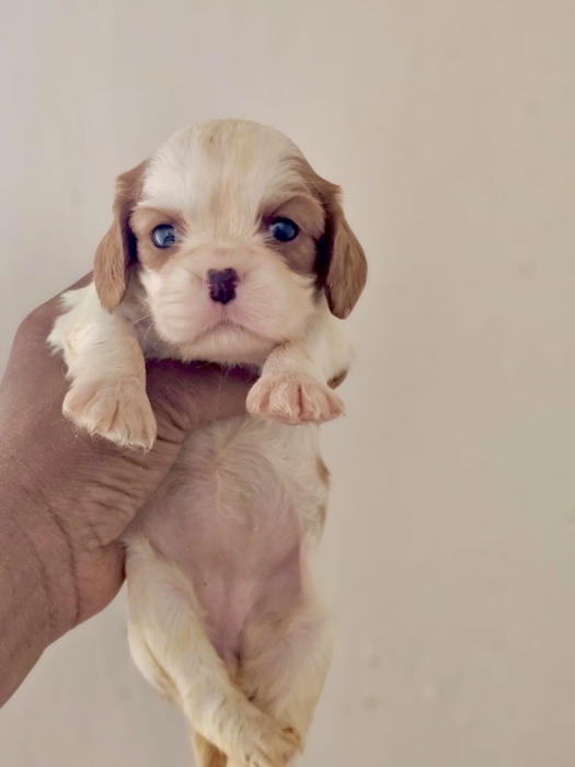 Cavalier King Charles