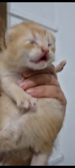 Scottish golden et british