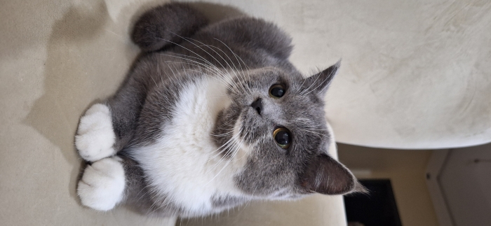 British shorthair female