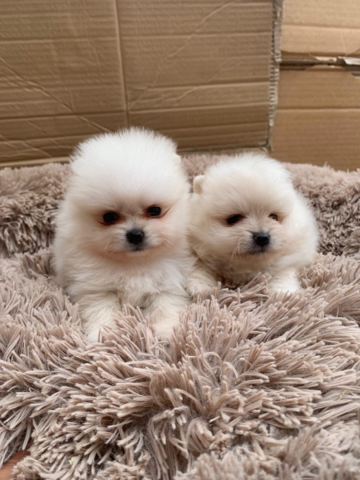 Spitz Poméranien 🔥