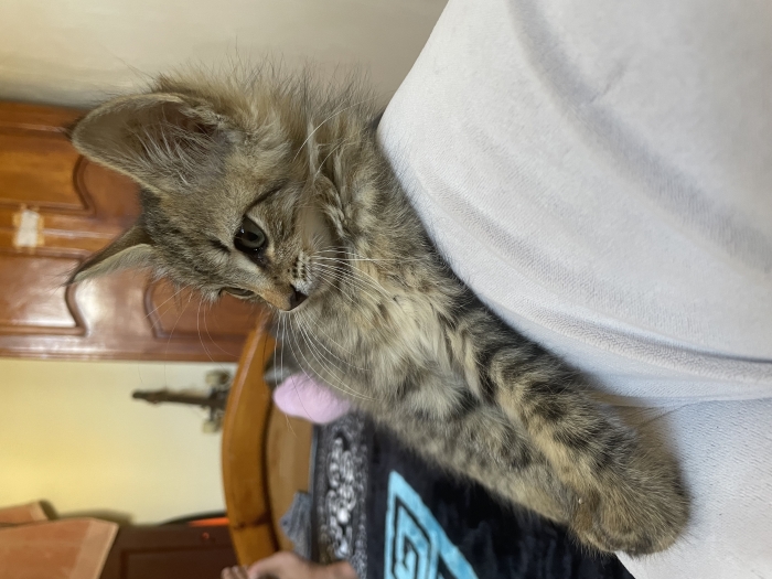 Chaton GRATUIT nommé "Baguette"