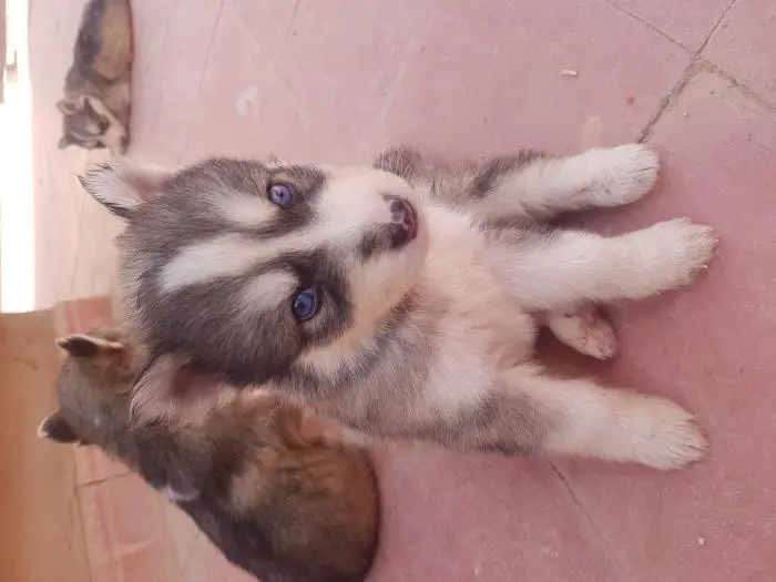 كلاب مالاميت للبيع