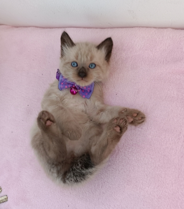 Siamois Balinais chaton