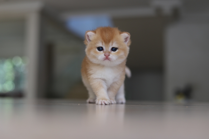 British shorthair golden shell femelles pedigree wcf