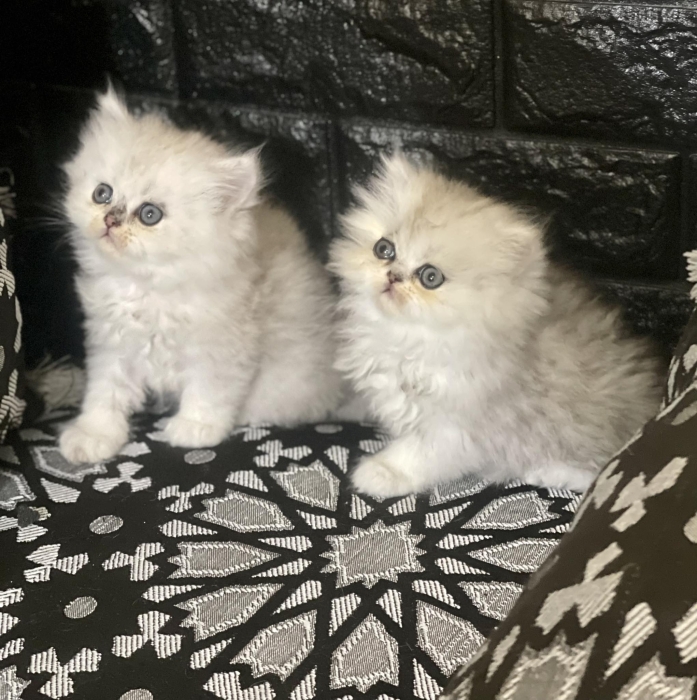 Chat persan chinchilla