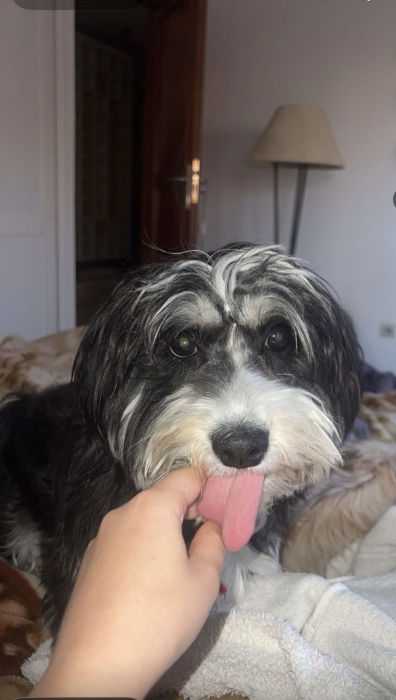 Bichon maltais à donner