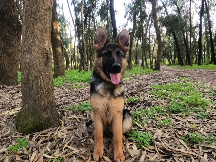 Femelle berger allemand pedigree