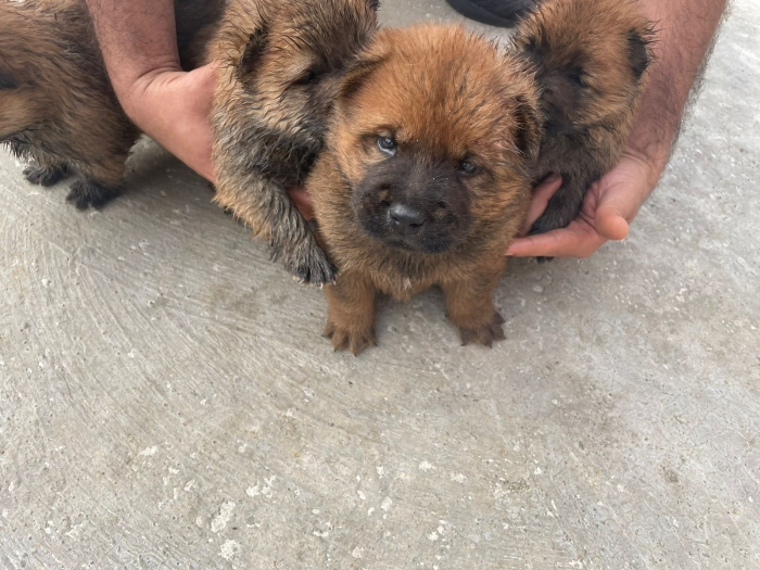 Chiot chow chow