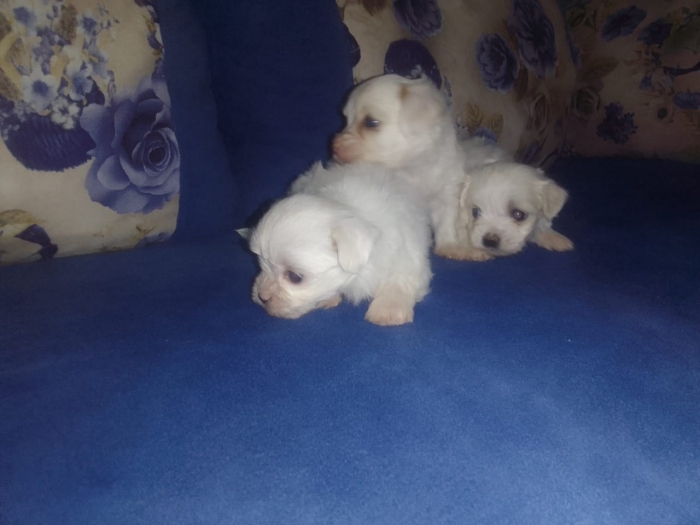 Chiot bichon
