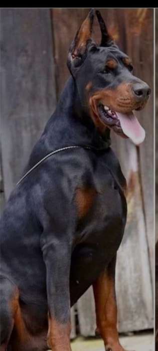 Tous types chiens a vendre aussi garder les tous types