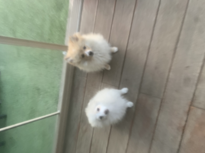 Chiot spitz allemand