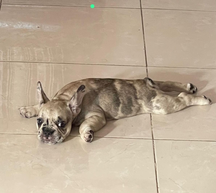 Merle french bulldog