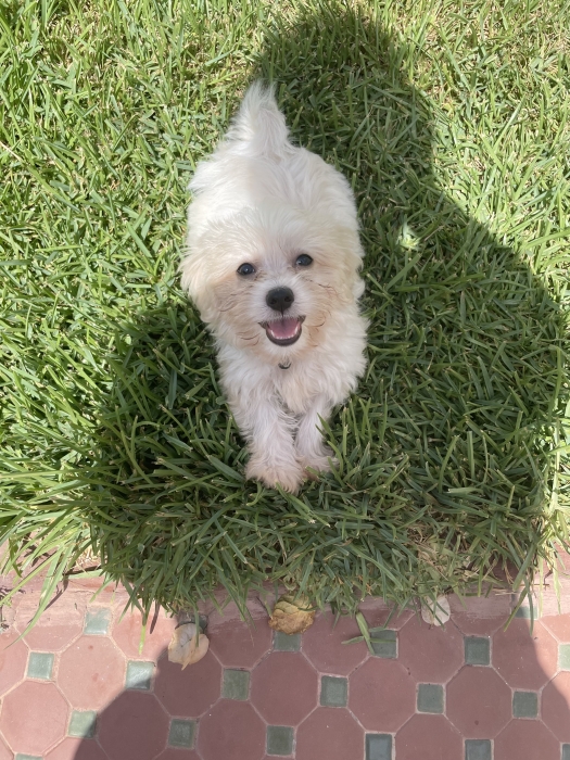 Adorable chiot Bichon Maltais femelle de 2