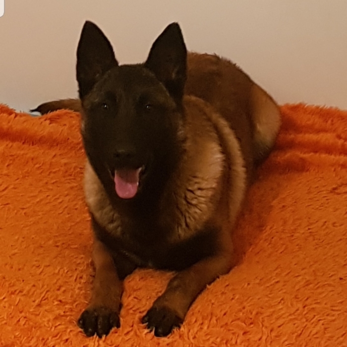 Malinoi