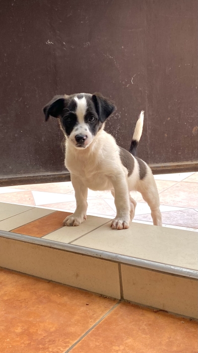 Chois à adopter - 3 mois