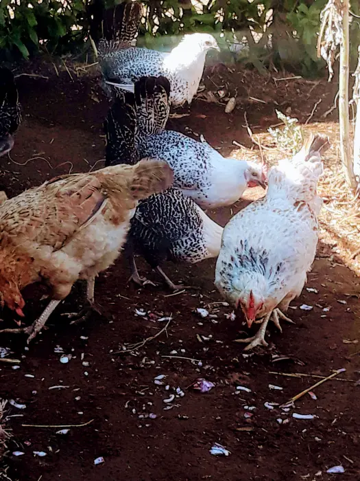 دجاج فيومي فضي وذهبي ودجاج بلدي بياض للبيع