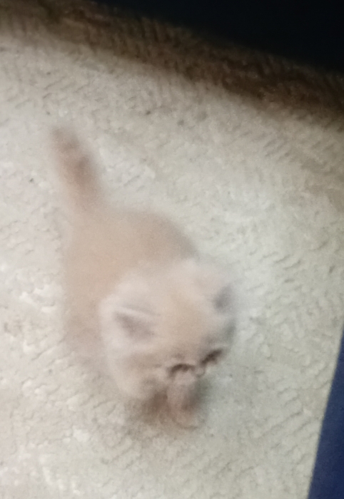 Chat persan presque 2 mois