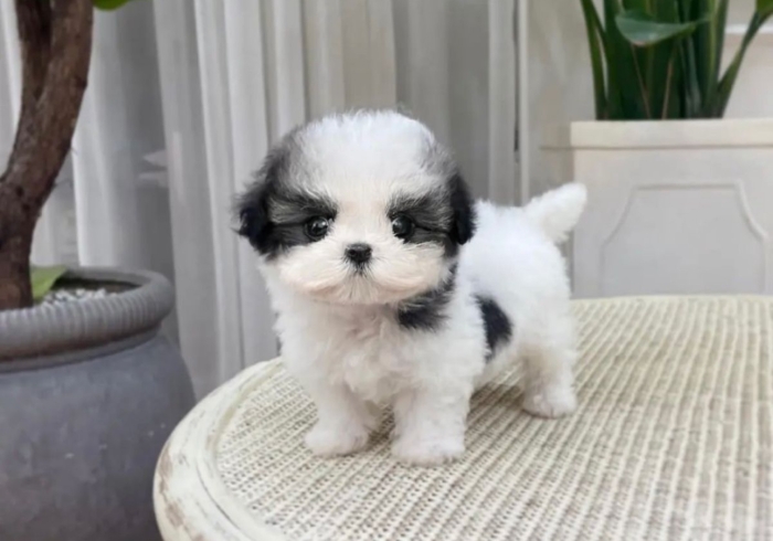 Puppy’s shih tzu