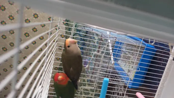 Couple inséparables masqué