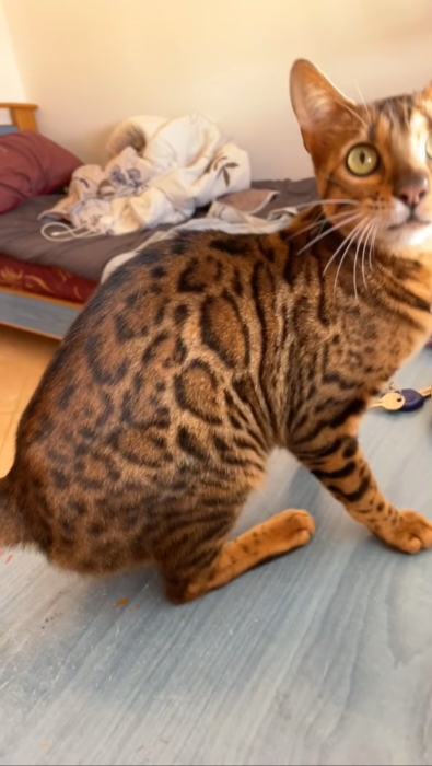 Femelle Bengal à vendre – 1 an et demi