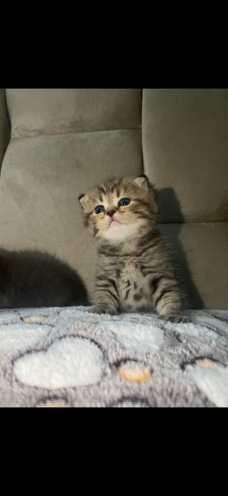 Scottish fold et British shorthair