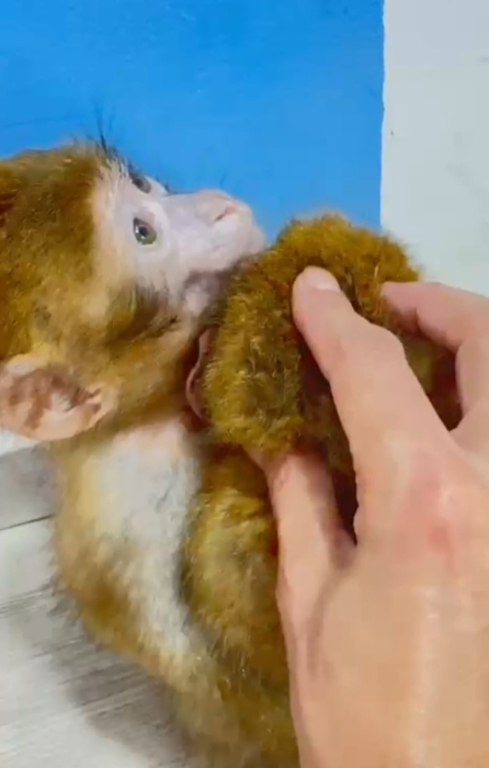 Singe mâle ou femelle de 2 mois bien dressage