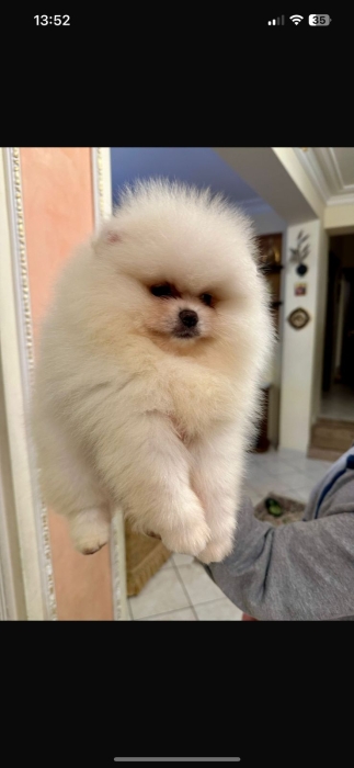 spitz nain loulou de pomeranie pedigree