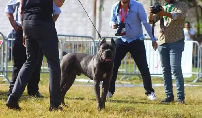 Des chiots cane corso pure race