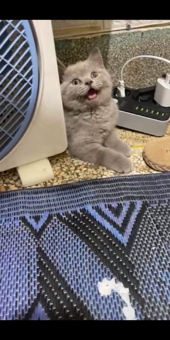 British shurt haire et skotish fold