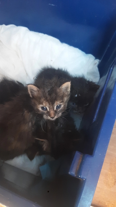 4 chatons de 3 semaines