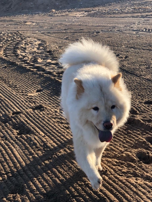 Accouplement femelle chowchow