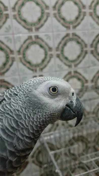 Perroquet gris