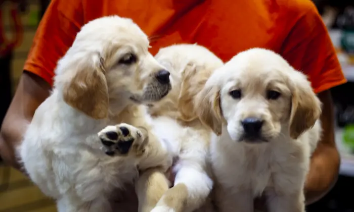 chiots golden retriever