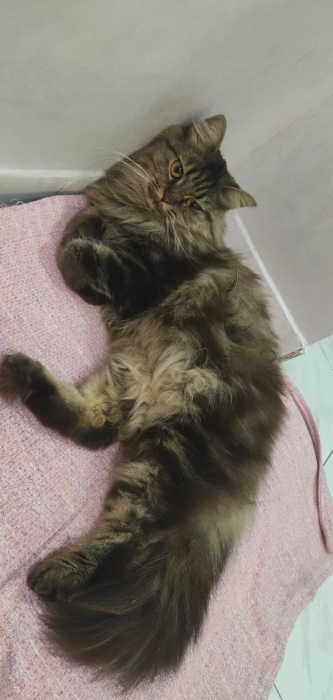 2 chats scottish long hair à vendre