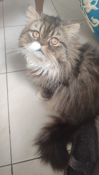 Mâle persan race pur